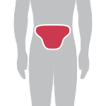 Pro Form-Fitting Breeches in Crisp White with Tailbone Padding